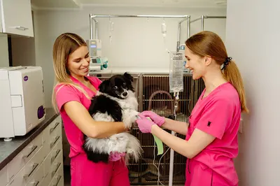 Weterynaryjne Centrum Zdrowia "Lew"